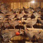 Big Stone County Museum-birds