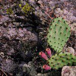 Big Stone Wildlife Refuge-cactus1