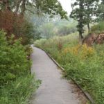 walking path surrounded by bushes and trees