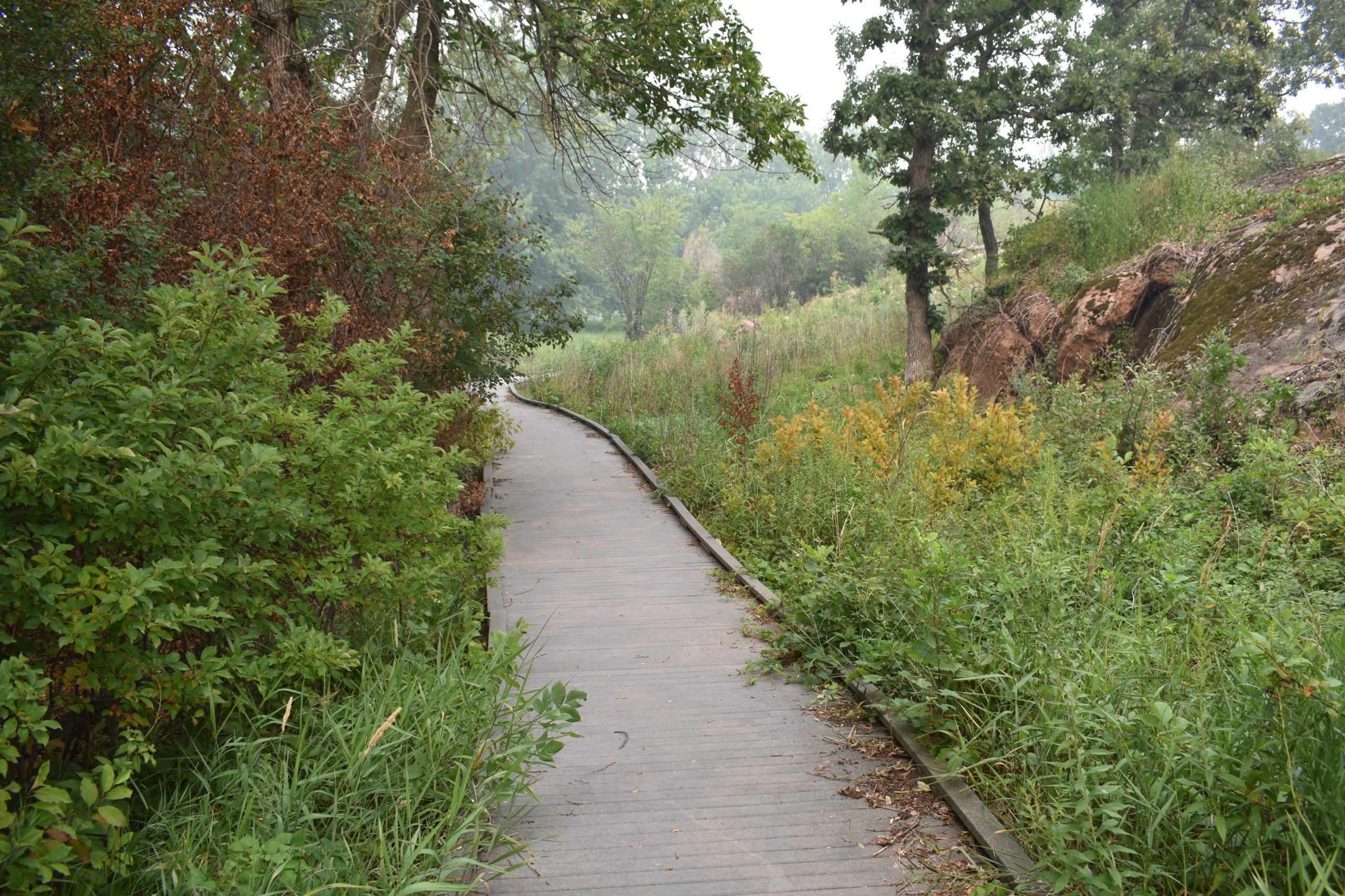 walking path surrounded by bushes and trees