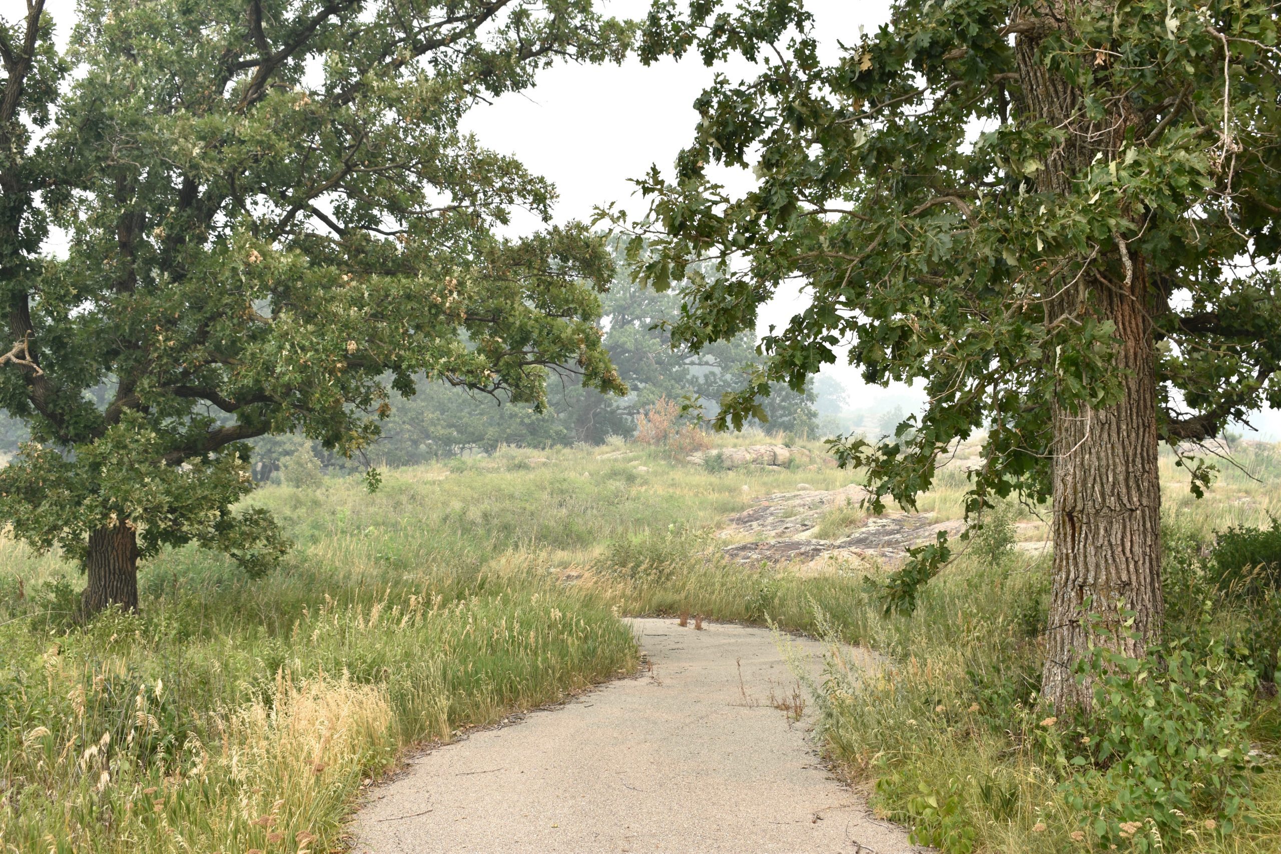 path with trees on the sides