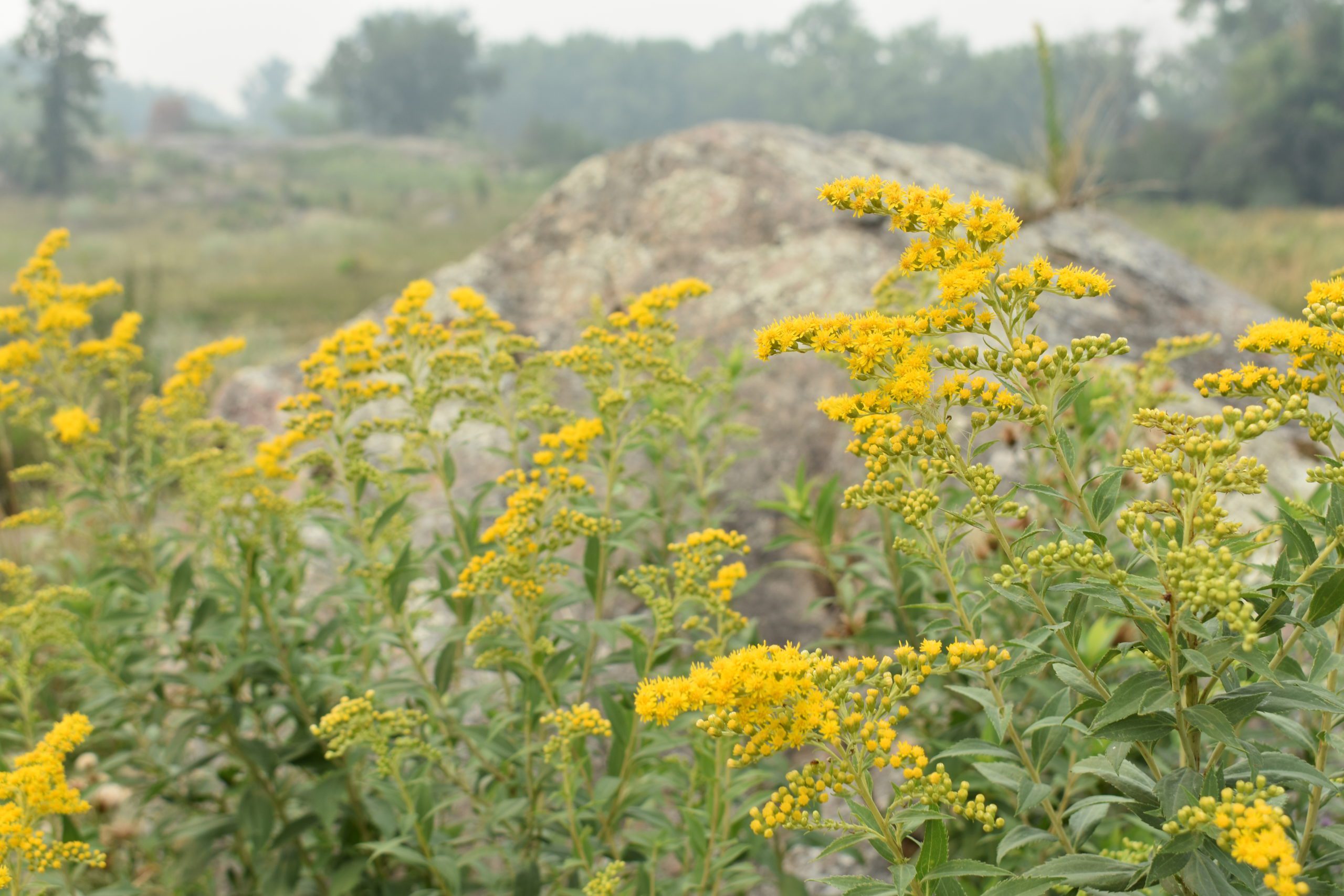 yellow wildflowers in front of rocks