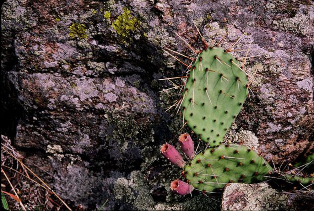Big Stone Wildlife Refuge-cactus1