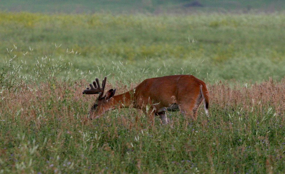 Big Stone Wildlife Refuge-deer