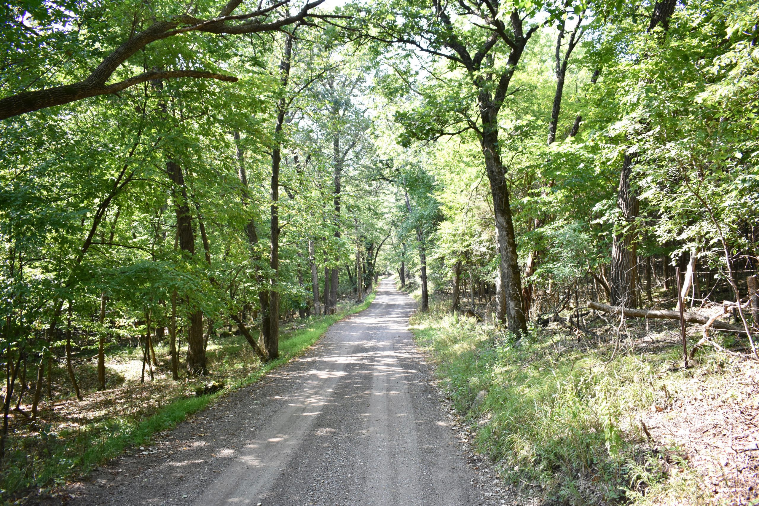 Dirt road leading into the woods