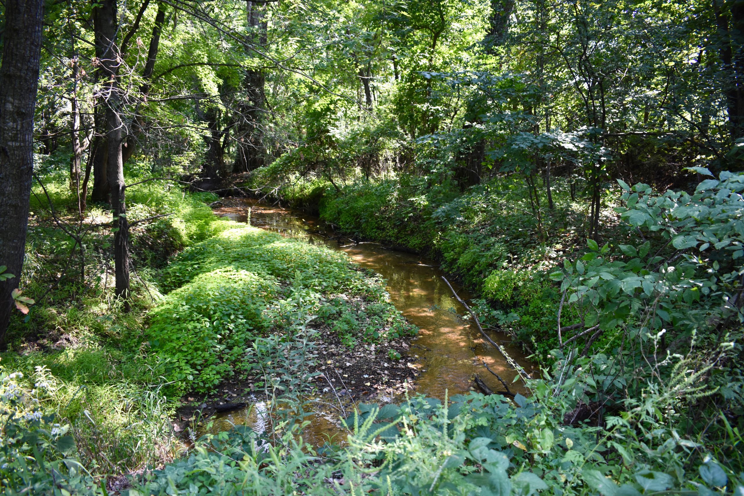 Creek in the woods