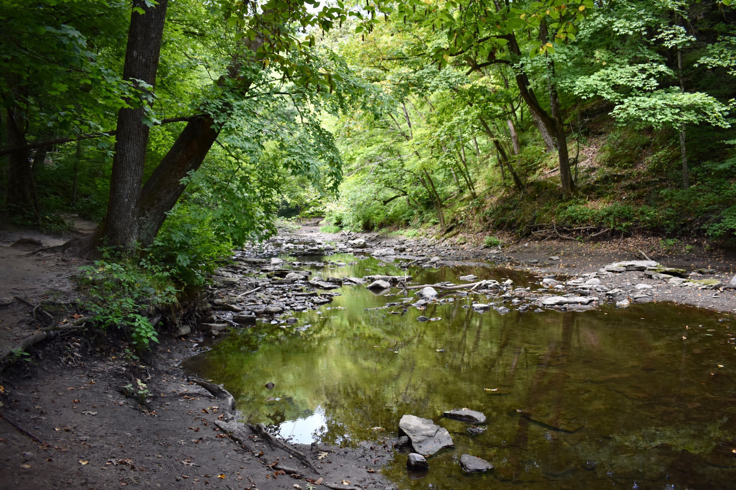 Shallow river surrounded by rocks and trees