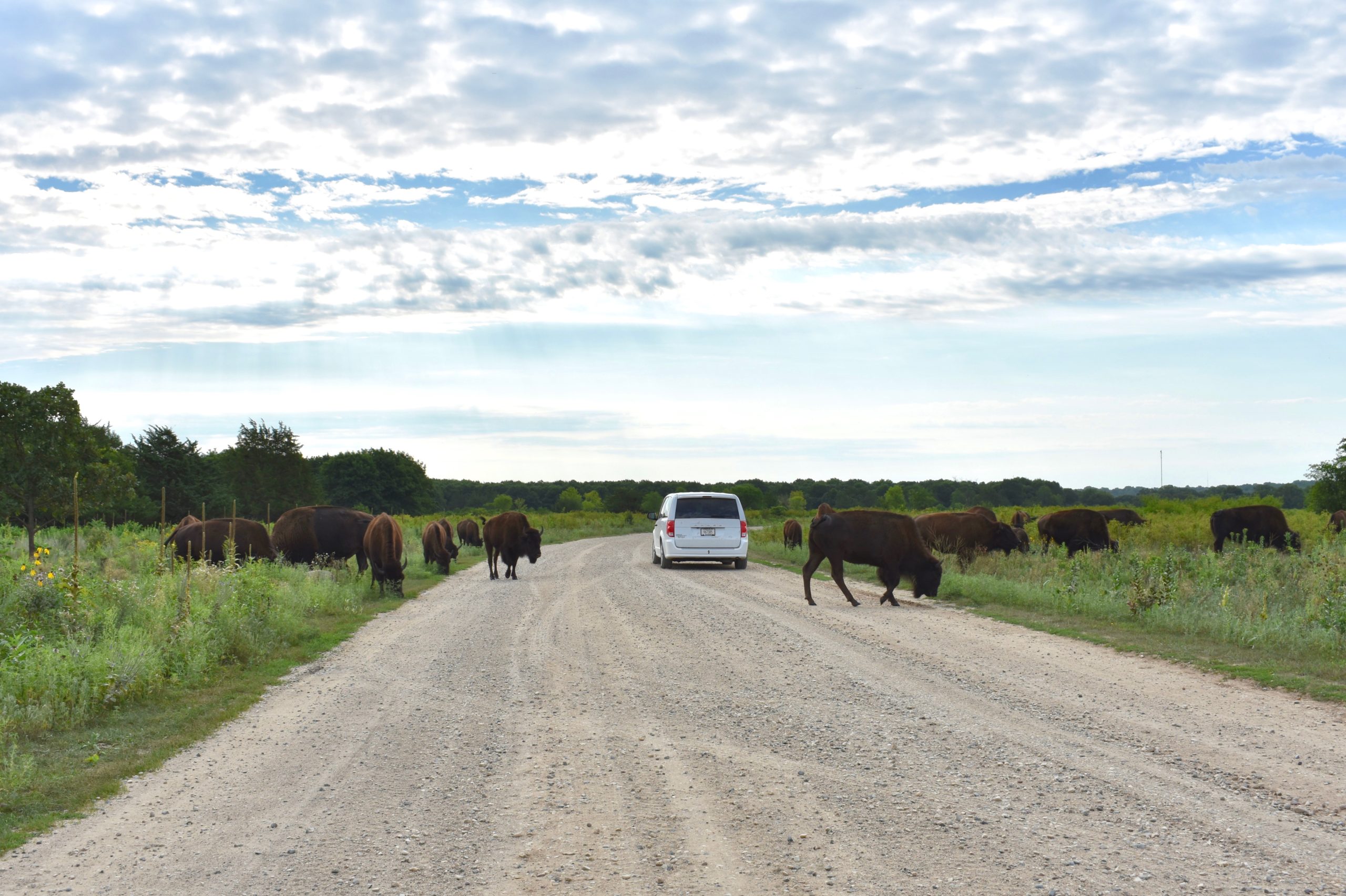 Bison on a gravel road along with a van