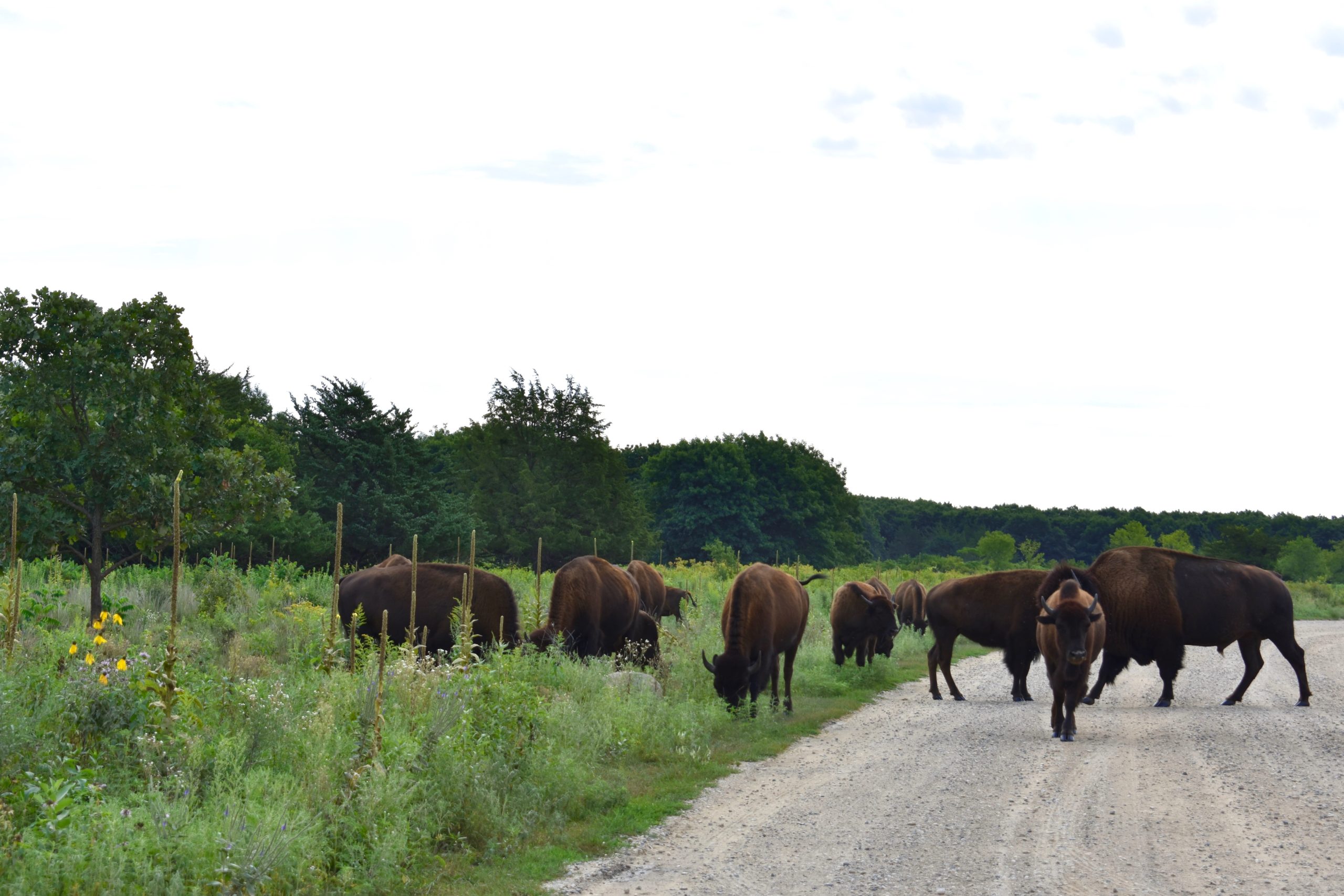 Bison on a gravel road