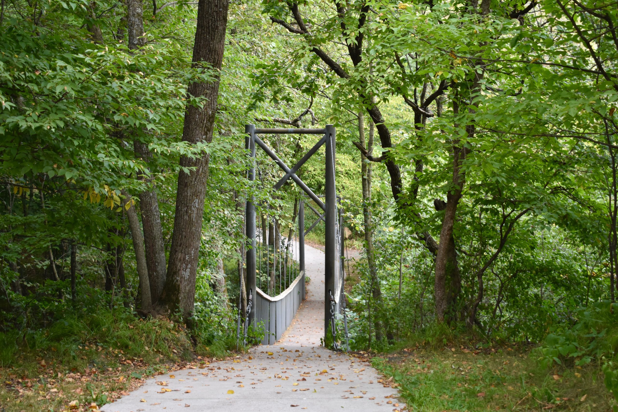 suspension bridge surrounded by trees