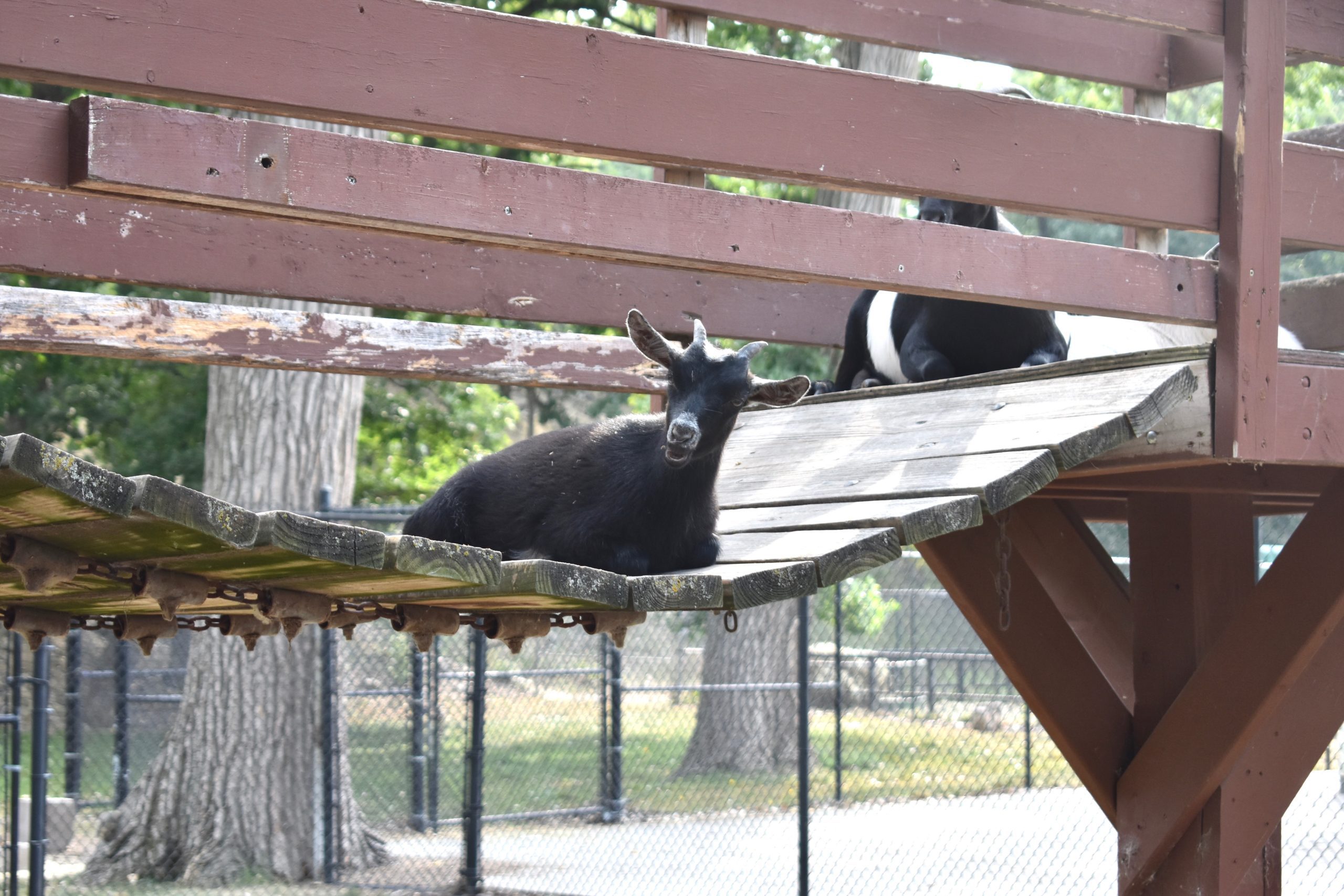 Goat sitting on small bridge
