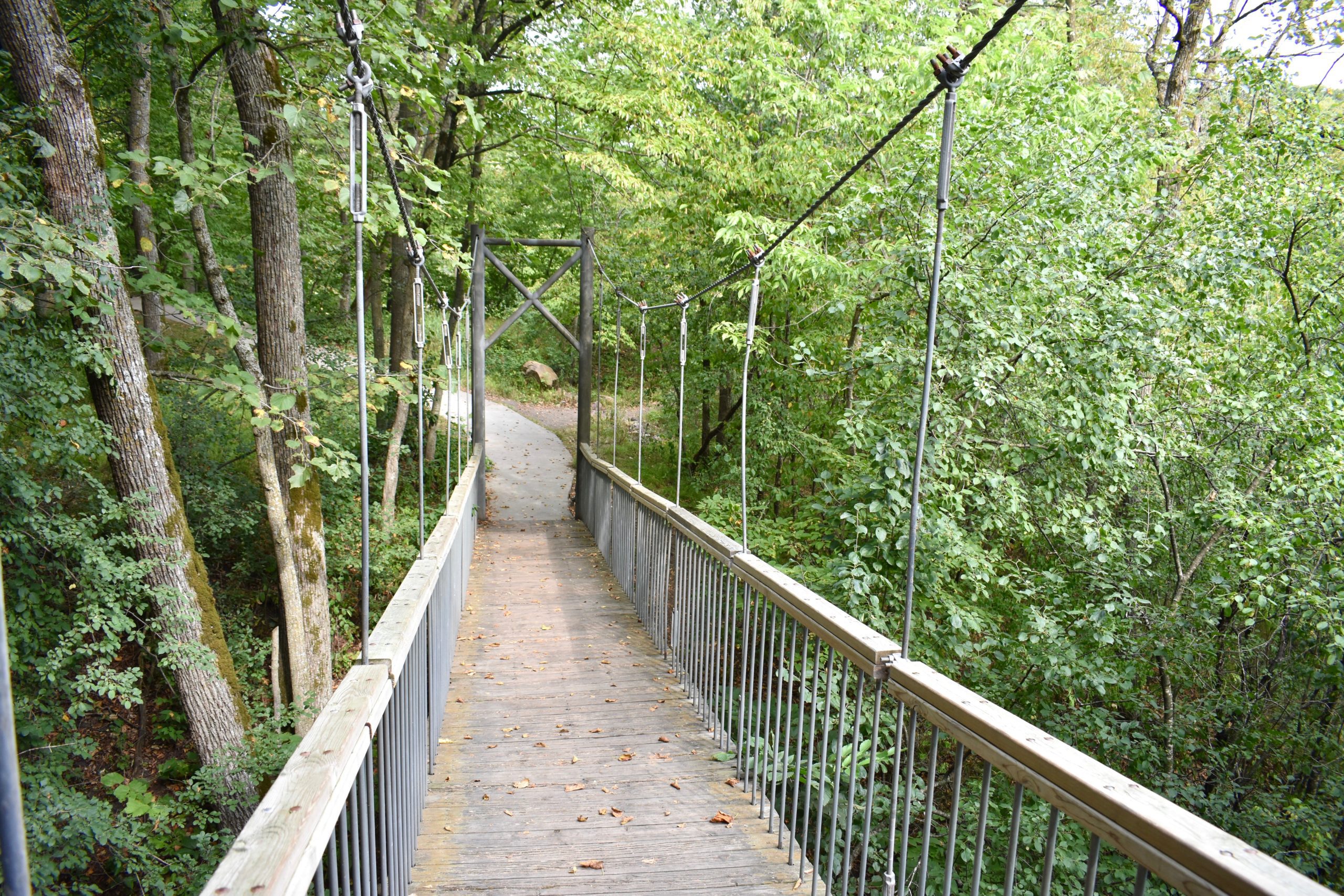 Suspension bridge through trees