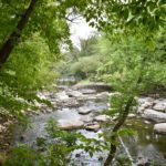 shallow river exposing rocks. River surrounded by trees.