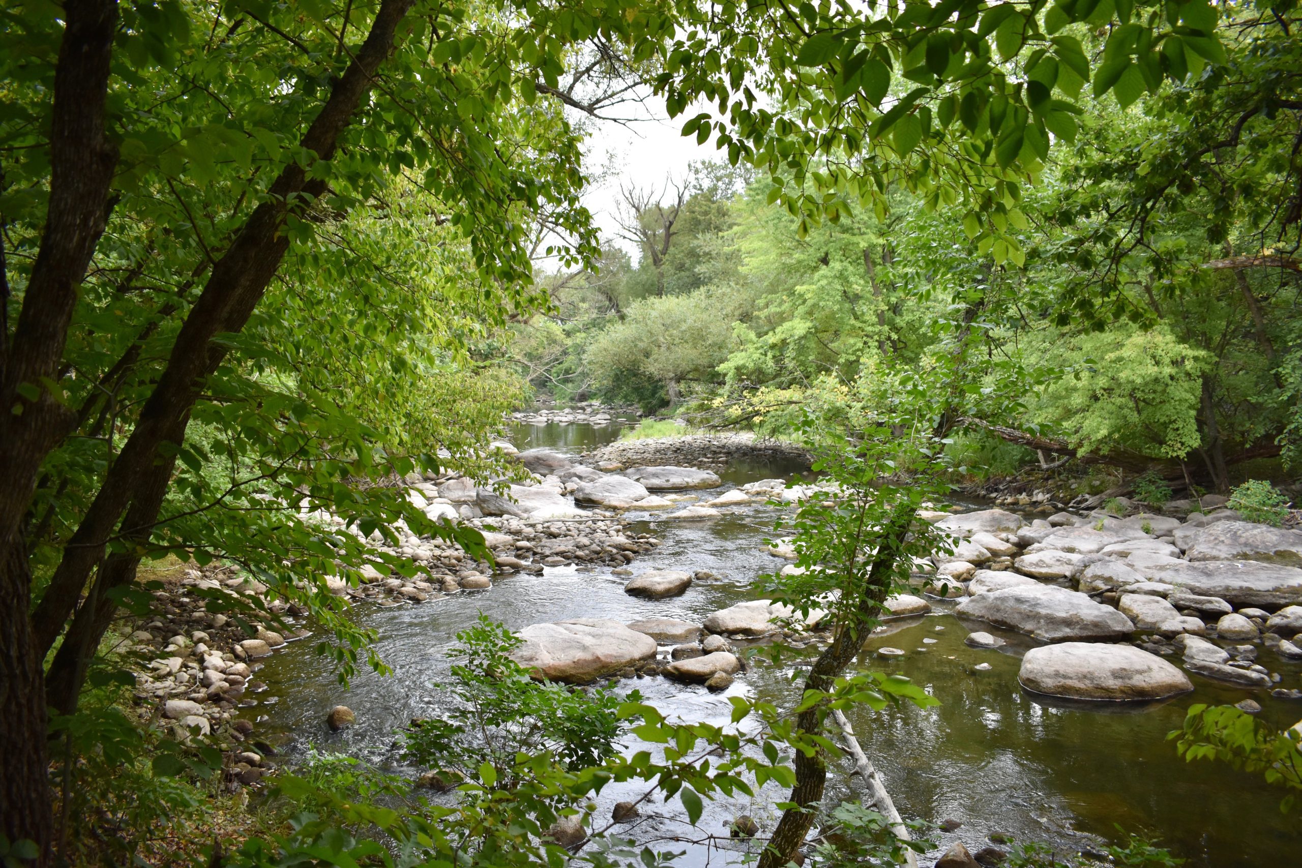 shallow river exposing rocks. River surrounded by trees.