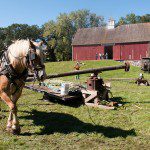 Olof Swensson Farm Museum-horses
