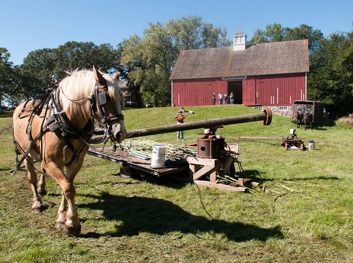 Olof Swensson Farm Museum-horses