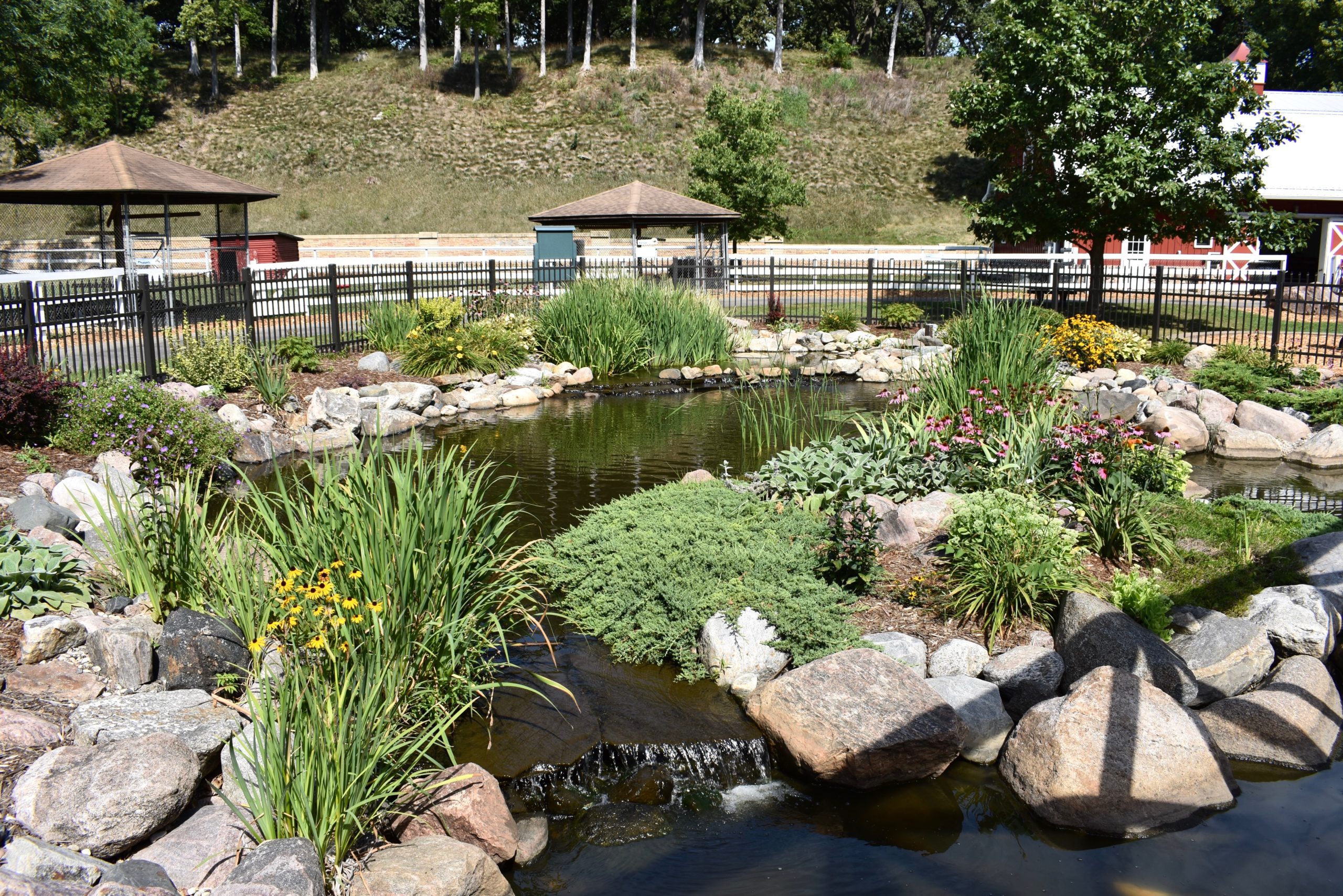 duck pond