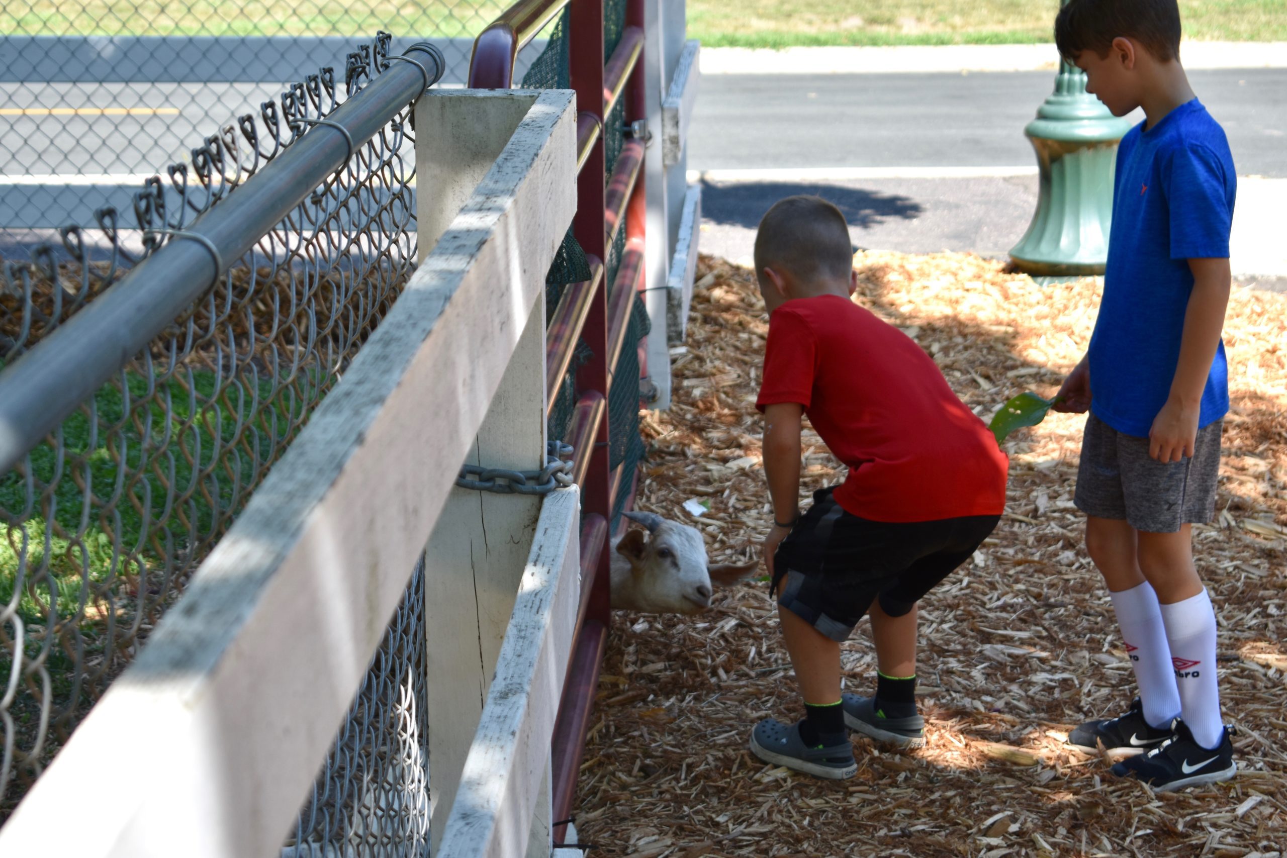 kids feeding petting zoo animals