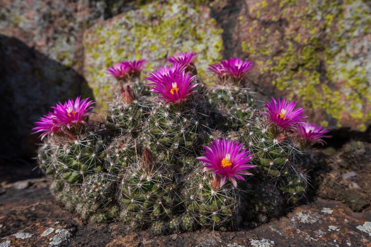 Ball Cactus Blooming